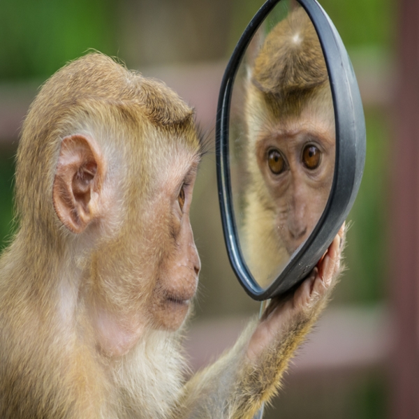 Image of primate holding a mirror. 